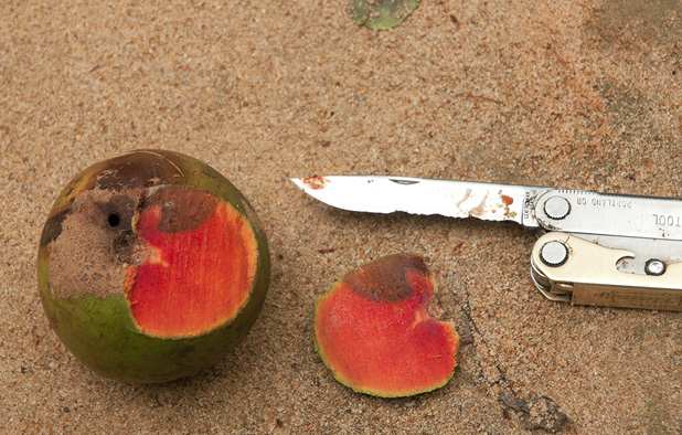 Panda oleosa Fruit cut to reveal flesh.