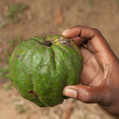 Desplatsia dewevrei Fruit.