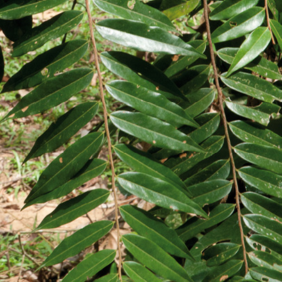 Xylopia hypolampra Leafy branch.