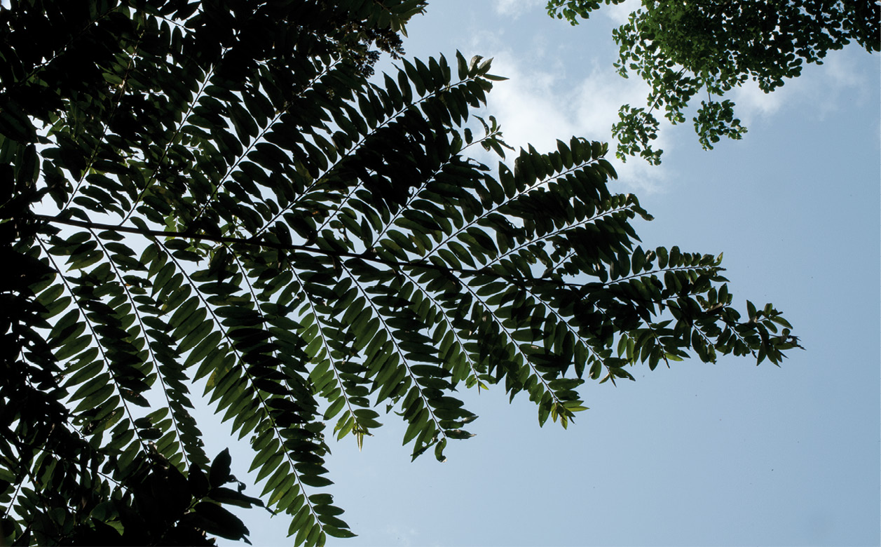 Xylopia hypolampra Silhouette of leafy branches.