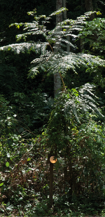 Xylopia hypolampra Habit of young tree.