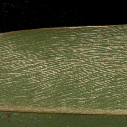 Xylopia hypolampra Midrib and venation, lower surface.