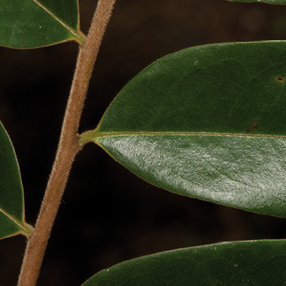 Xylopia hypolampra Leaf base, upper surface.