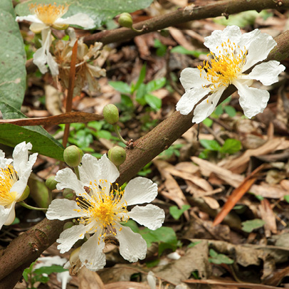 Caloncoba welwitschii Flowers on branches below the leaves.