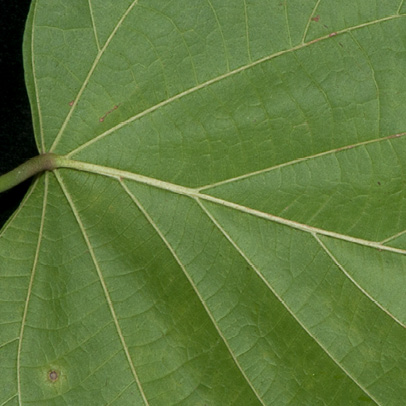 Caloncoba welwitschii Leaf base, lower surface.