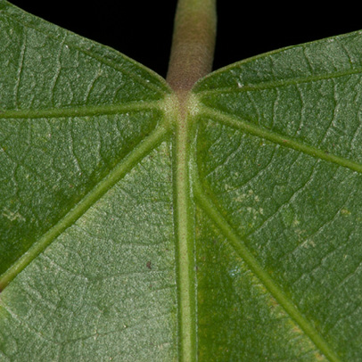 Caloncoba welwitschii Leaf base, upper surface.