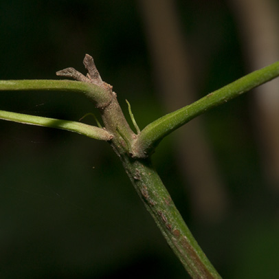 Caloncoba welwitschii Petiole base and stipules.