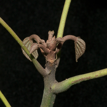 Caloncoba welwitschii Petiole bases and young leaves.