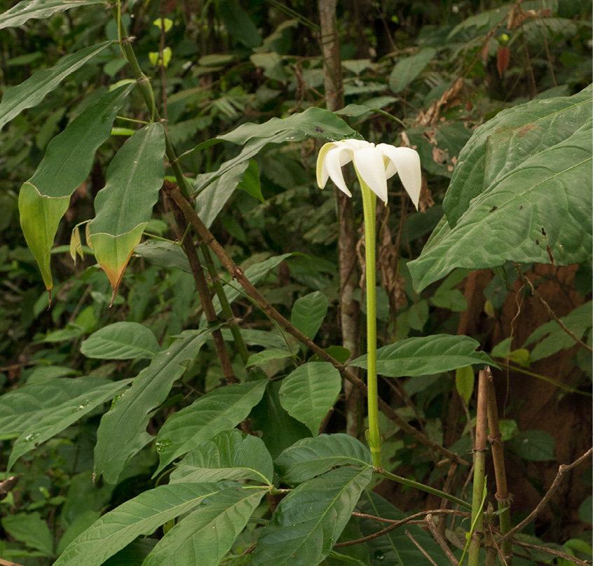 Rothmannia octomera Habit and open flower.