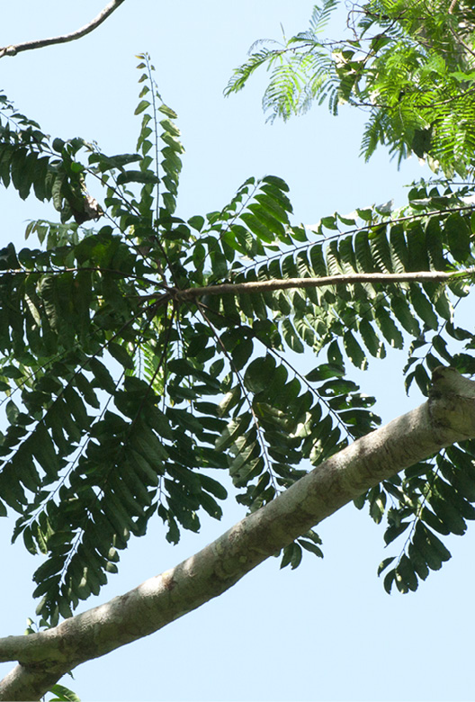 Zanthoxylum tessmannii Leaves clustered at the end of branches.