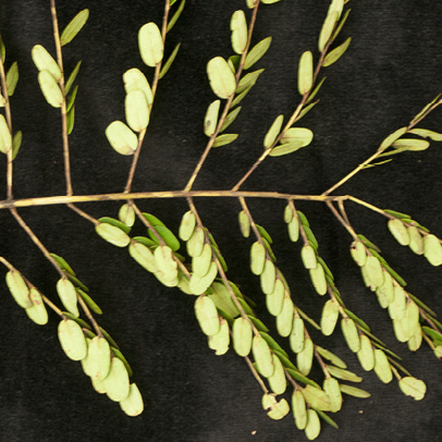 Tetrapleura tetraptera Leaf. Tetrapleura tetraptera Leaf.