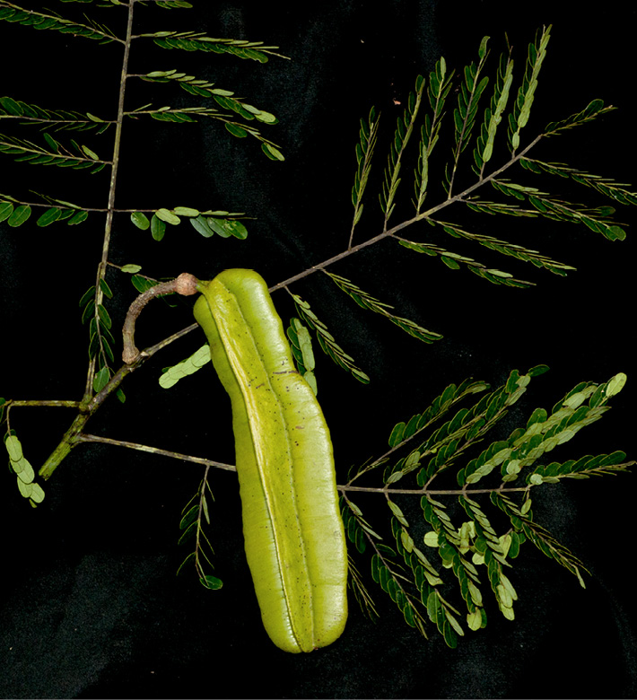 Tetrapleura tetraptera Fruit and leaf.