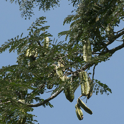 Tetrapleura tetraptera Fruiting branch.