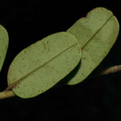 Tetrapleura tetraptera Leaflets, lower surface.