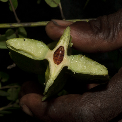 Tetrapleura tetraptera Fruit cut transversely to reveal brown seed.