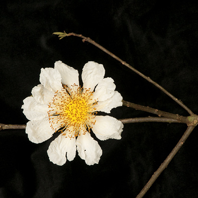 Caloncoba crepiniana Flower on leafless branch.