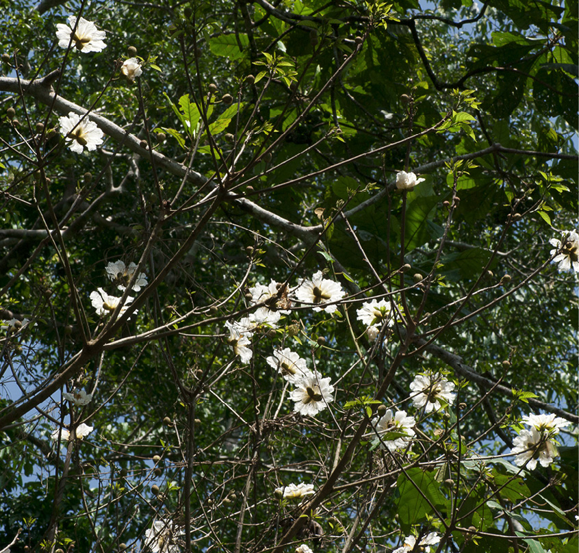 Caloncoba crepiniana Flowers on leafless branches.