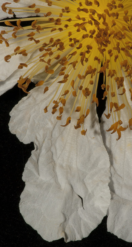 Caloncoba crepiniana Stamens in flower.