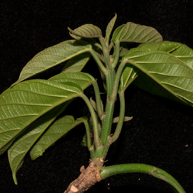 Caloncoba crepiniana Young leaves.