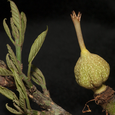 Caloncoba crepiniana Very young fruit.