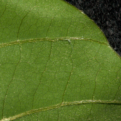 Platysepalum chevalieri Leaf, upper surface.