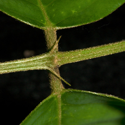 Platysepalum chevalieri Margin of leaflet.