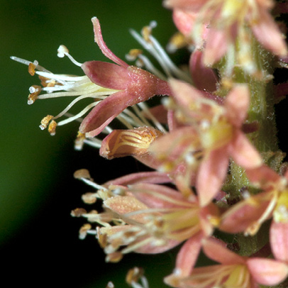Tetrapleura tetraptera Flowers.
