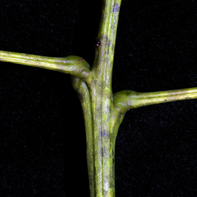 Tetrapleura tetraptera Sub-opposite petioles.