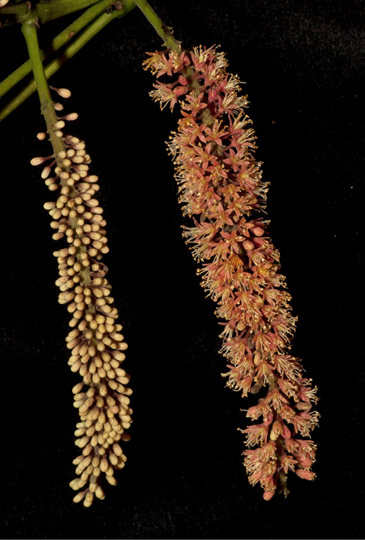 Tetrapleura tetraptera Inflorescences, one in bud and one with open flowers.