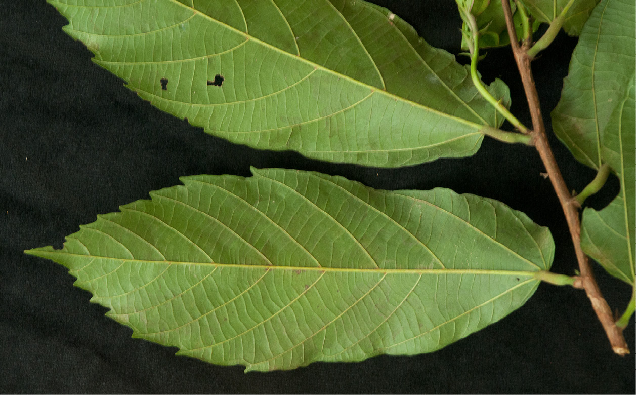 Desplatsia dewevrei Leaves, lower surface.