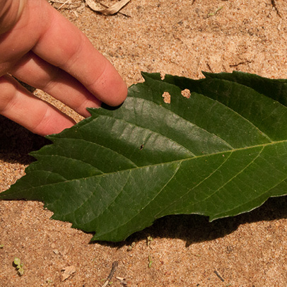 Desplatsia dewevrei Leaf, upper surface.