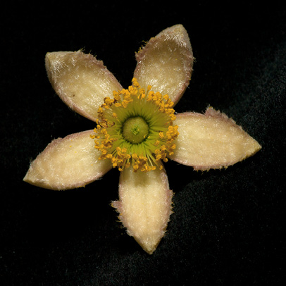 Desplatsia dewevrei Flower.