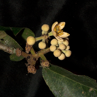 Desplatsia dewevrei Inflorescence.