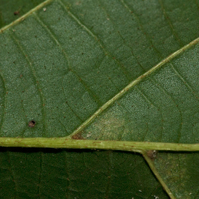 Desplatsia dewevrei Midrib and venation, leaf lower surface.