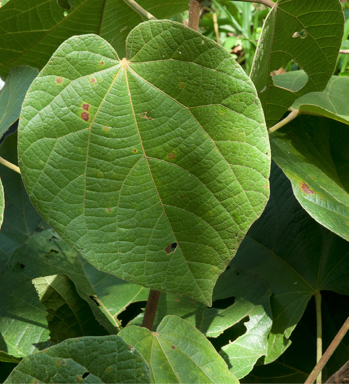 Christiana africana Leaf, upper surface.