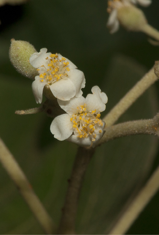 Christiana africana Flowers.