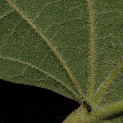 Christiana africana Mature leaf base, lower surface.