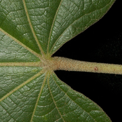 Christiana africana Mature leaf base, upper surface.