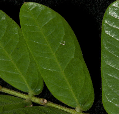 Albizia ferruginea Mature leaflet, note gland on rachis of pinnae.