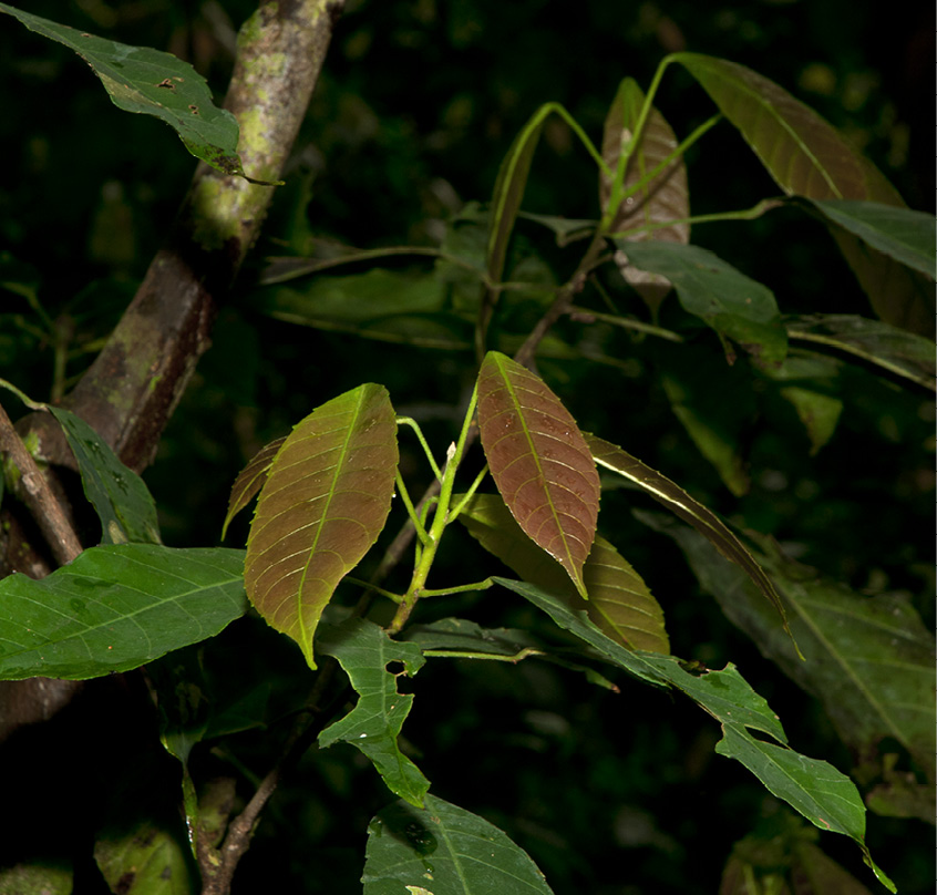 Grossera macrantha Two flushing young leaves.