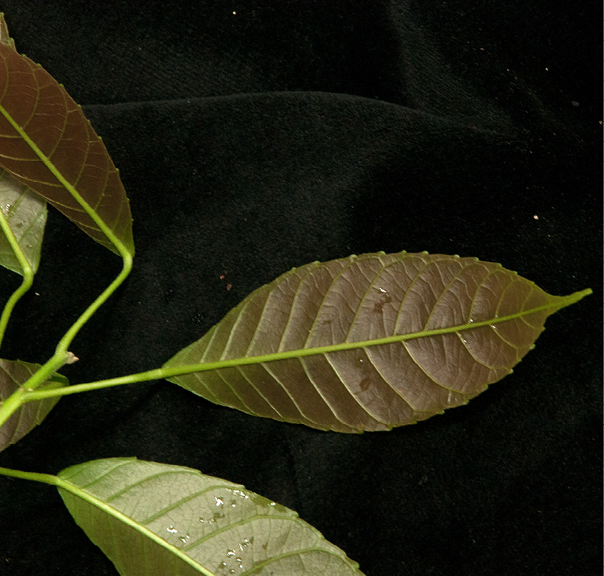 Grossera macrantha Young leaf, lower surface.