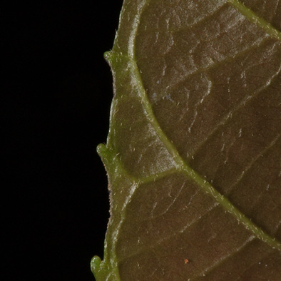 Grossera macrantha Margin of young leaf, lower surface.