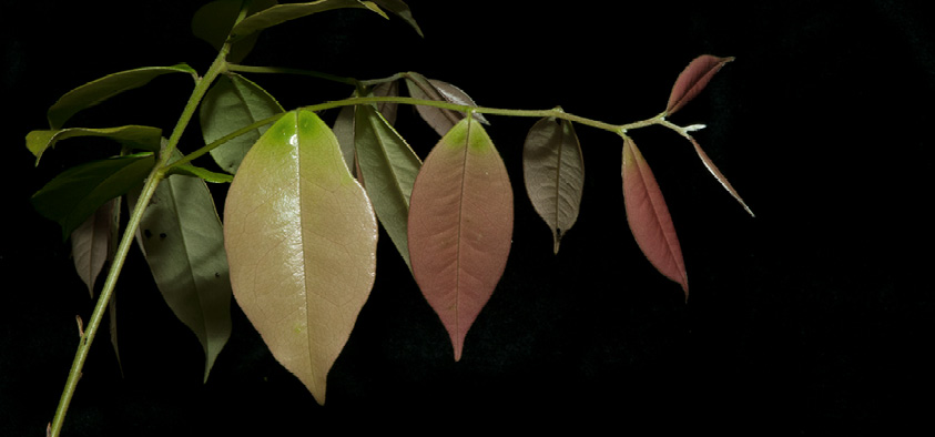 Diospyros ferrea Flushing leaves.