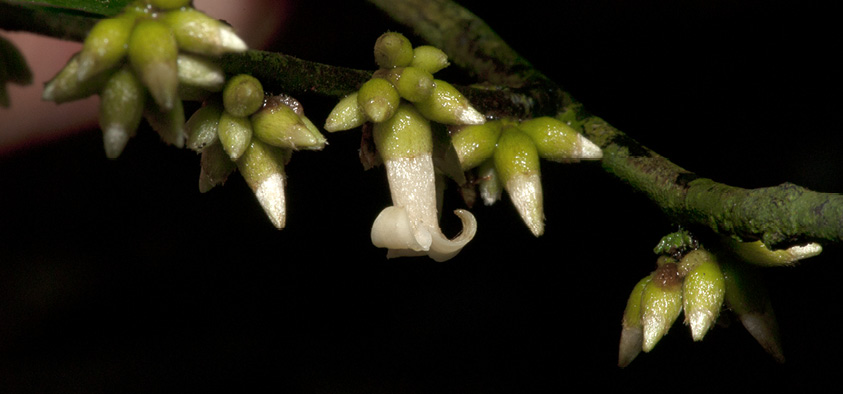 Diospyros ferrea Leaf base with glands, lower surface.