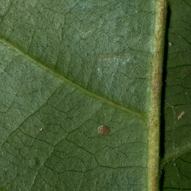 Diospyros ferrea Midrib and venation, leaf lower surface.