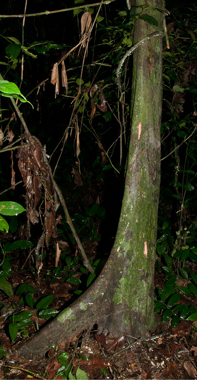 Cleistanthus mildbraedii Base of tree.