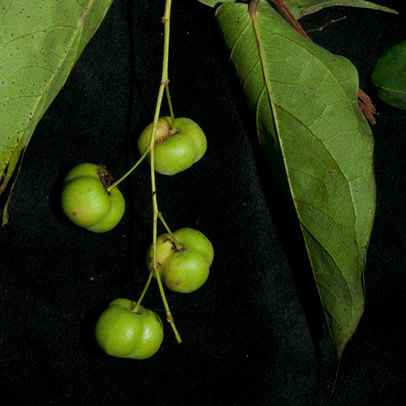 Cleistanthus mildbraedii Fruit.