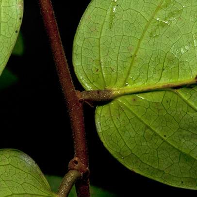 Cleistanthus mildbraedii Leaf base, lower surface.