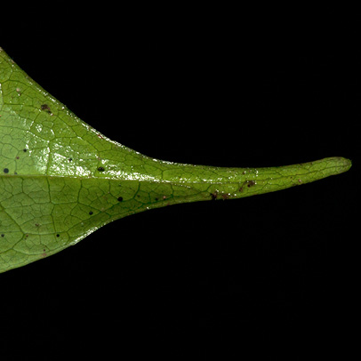 Cleistanthus mildbraedii Leaf tip.