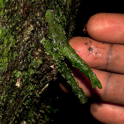 Cleistanthus mildbraedii Base of trunk with small stilt root.